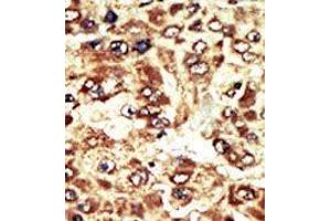 Image no. 2 for anti-WEE1 Homolog (S. Pombe) (WEE1) (C-Term) antibody (ABIN360579) (WEE1 antibody  (C-Term))