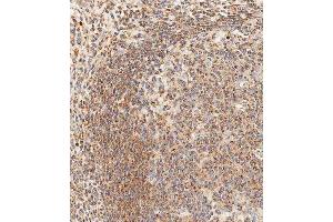 Immunohistochemical analysis of paraffin-embedded human appendix tissue using ABIN1539958 performed on the Leica® BOND RXm. (EpCAM antibody  (AA 59-86))