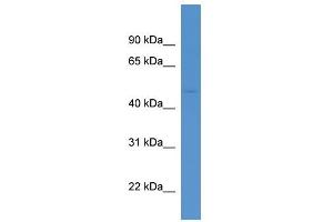 Aadacl1 antibody used at 0. (NCEH1 antibody  (Middle Region))