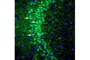 Expression of GKAP in rat hippocampus - Immunohistochemical staining of perfusion-fixed frozen rat brain sections with Anti-DLGAP1/GKAP Antibody (ABIN7043100, ABIN7045186 and ABIN7045187), (1:200), followed by goat anti-rabbit-AlexaFluor-488.