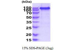 SDS-PAGE (SDS) image for VEGF Receptor 2 (VEGFR2) (AA 20-764) protein (hIgG-His-tag) (ABIN5854942) (VEGFR2/CD309 Protein (AA 20-764) (hIgG-His-tag))