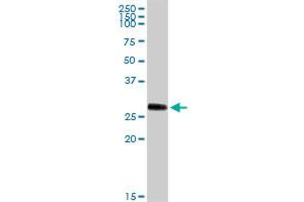 PRSS1 antibody  (AA 1-247)
