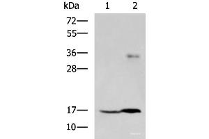 Western blot analysis of A172 cell and Human cerebrum tissue lysates using TMEM42 Polyclonal Antibody at dilution of 1:800 (TMEM42 antibody)