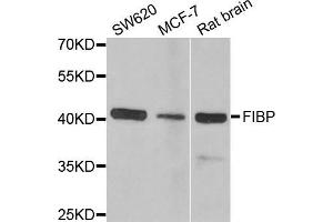 Western blot analysis of extracts of various cell lines, using FIBP antibody (ABIN5973836) at 1/1000 dilution.