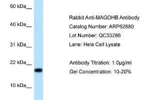 Western Blotting (WB) image for anti-Mago-Nashi Homolog B (MAGOHB) (Middle Region) antibody (ABIN971107) (Mago Nashi Homolog 2 antibody  (Middle Region))