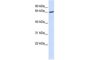 GPR177 antibody used at 1 ug/ml to detect target protein. (GPR177/WLS antibody  (Middle Region))