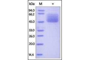 Human Mucin-1, Fc Tag on SDS-PAGE under reducing (R) condition. (MUC1 Protein (AA 33-167) (Fc Tag))