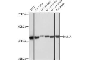 Western blot analysis of extracts of various cell lines, using Sec61A Rabbit mAb (ABIN7270172) at 1:1000 dilution.