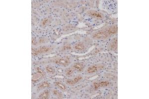 Immunohistochemical analysis of (ABIN1881337 and ABIN2838726) on paraffin-embedded Mouse kidney tissue. (FAP antibody  (N-Term))