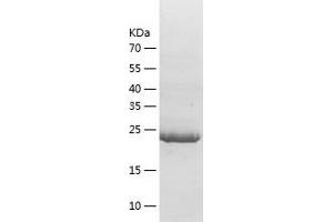 Western Blotting (WB) image for 14-3-3 theta (YWHAQ) (AA 1-245) protein (His tag) (ABIN7285806) (14-3-3 theta Protein (YWHAQ) (AA 1-245) (His tag))