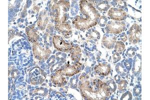 AADAT antibody was used for immunohistochemistry at a concentration of 4-8 ug/ml to stain EpitheliaI cells of renal tubule (arrows) in Human Kidney. (AADAT antibody  (N-Term))