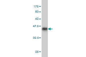 Western Blot detection against Immunogen (36. (GTF2A1L antibody  (AA 251-348))