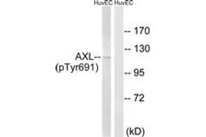 Western blot analysis of extracts from HuvEc cells treated with EGF 200ng/ml 15', using AXL (Phospho-Tyr691) Antibody. (AXL antibody  (pTyr691))