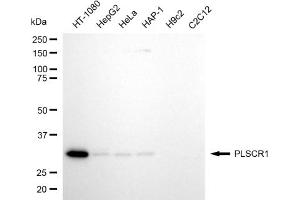 anti-phospholipid Scramblase 1 (PLSCR1) antibody