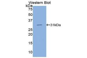Western Blotting (WB) image for anti-Cadherin 5 (CDH5) (AA 68-307) antibody (ABIN1858329) (Cadherin 5 antibody  (AA 68-307))