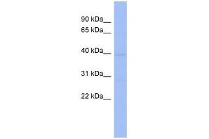 WB Suggested Anti-HNRPAB Antibody Titration:  0. (HNRNPAB antibody  (N-Term))
