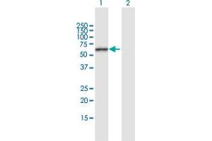 Western Blot analysis of ERO1L expression in transfected 293T cell line by ERO1L MaxPab polyclonal antibody. (ERO1L antibody  (AA 1-468))