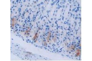IHC-P analysis of Mouse Stomach Tissue, with DAB staining. (Cholecystokinin antibody  (AA 1-115))