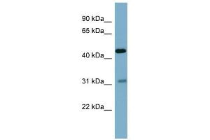 Osteomodulin antibody used at 1 ug/ml to detect target protein. (Osteomodulin antibody  (Middle Region))