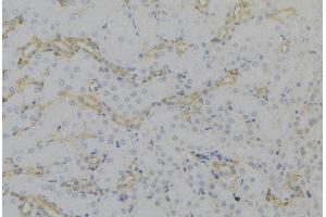ABIN6279651 at 1/100 staining Mouse kidney tissue by IHC-P. (PEX12 antibody  (Internal Region))