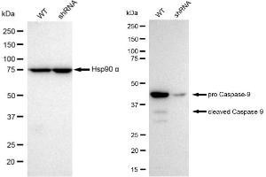 Western blotting analysis using cleaved Caspase-9 antibody (ABIN7797914).