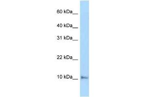 WB Suggested Anti-Cox6a1 Antibody Titration: 1. (COX6A1 antibody  (C-Term))