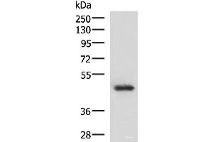 Western blot analysis of 293T cell lysate using LDB1 Polyclonal Antibody at dilution of 1:1000 (LIM Domain Binding 1 Protein antibody)