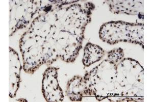 Immunoperoxidase of monoclonal antibody to AIPL1 on formalin-fixed paraffin-embedded human placenta. (AIPL1 antibody  (AA 1-384))