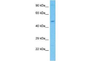 Host:  Rabbit  Target Name:  KCTD20  Sample Type:  Hela Whole Cell lysates  Antibody Dilution:  1. (KCTD20 antibody  (C-Term))