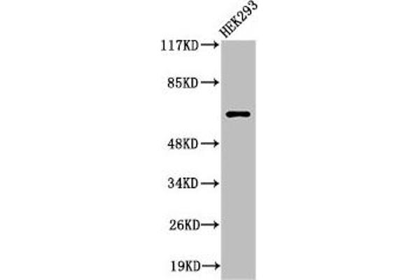 ITIH2 抗体  (Cleaved-Asp702)