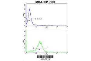 Flow cytometric analysis of MDA-231 cells using COLEC11 Antibody (N-term)(bottom histogram) compared to a negative control cell (top histogram).