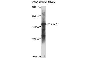 Western blot analysis of extracts of mouse skeletal muscle, using PLXNA3 antibody (ABIN6290799) at 1:1000 dilution.