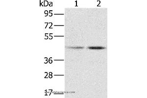 Western blot analysis of Hela and K562 cell, using RBMX Polyclonal Antibody at dilution of 1:800