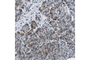 Immunohistochemical staining of human pancreas with KCNJ5 polyclonal antibody  shows strong membranous and cytoplasmic positivity in exocrine glandular cells. (KCNJ5 antibody)