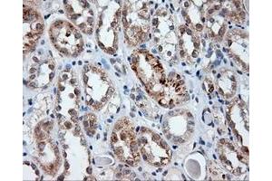 Image no. 1 for anti-Lipase, Endothelial (LIPG) antibody (ABIN1499163) (LIPG antibody)
