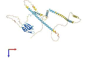AlphaFold protein structure predicition of Human Recombinant UPF3B Protein, UniprotID Q9BZI7 (UPF3B Protein (AA 1-483) (His tag))
