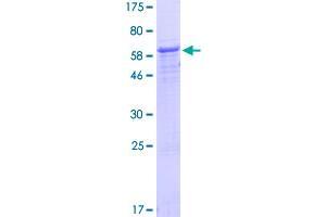 NUP37 Protein (AA 1-326) (GST tag)