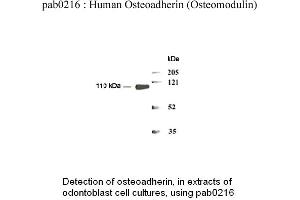 Image no. 1 for anti-Osteomodulin (OMD) (N-Term) antibody (ABIN347103) (Osteomodulin antibody  (N-Term))