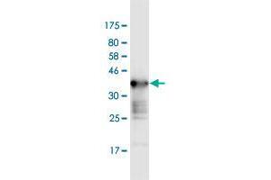Western Blot detection against Immunogen (36. (WNK2 antibody  (AA 2118-2217))