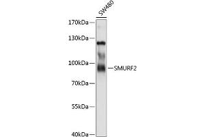 Western blot analysis of extracts of SW480 cells, using SMURF2 antibody (ABIN6132176, ABIN6148161, ABIN6148162 and ABIN6214896) at 1:1000 dilution. (SMURF2 antibody  (AA 150-250))