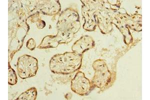 Immunohistochemistry of paraffin-embedded human placenta tissue using ABIN7174900 at dilution of 1:100 (C8orf48 antibody  (AA 1-319))