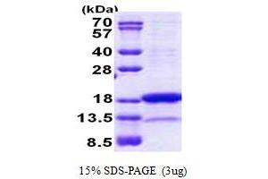 SDS-PAGE (SDS) image for Proline Rich Nuclear Receptor Coactivator 2 (PNRC2) (AA 1-139) protein (His tag) (ABIN5853060) (PNRC2 Protein (AA 1-139) (His tag))