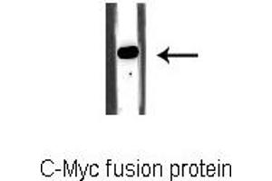 Western blot analysis of C-Myc fusion protein, using C-MYC-tag Antibody. (Myc Tag antibody)