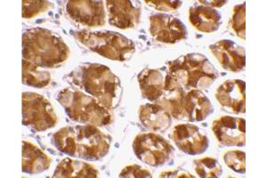 Immunohistochemical staining of human stomach using AP30950PU-N at 2 μg/ml. (TRIM5 antibody  (Isoform alpha, Middle Region))