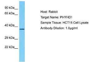 Host: Rabbit Target Name: PHYHD1 Sample Type: HCT15 Whole Cell lysates Antibody Dilution: 1. (PHYHD1 antibody  (C-Term))