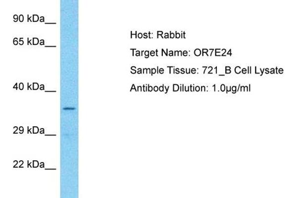 OR7E24 Antikörper  (C-Term)