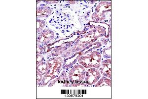NAPSA Antibody immunohistochemistry analysis in formalin fixed and paraffin embedded human kidney tissue followed by peroxidase conjugation of the secondary antibody and DAB staining. (NAPSA antibody  (C-Term))