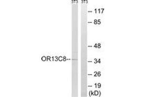 Western blot analysis of extracts from NIH-3T3 cells, using OR13C8 Antibody. (OR13C8 antibody  (AA 271-320))