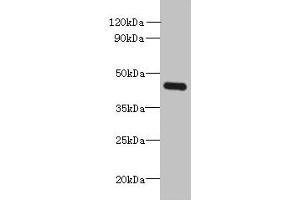 Western blot All lanes: FAM105A antibody at 8 μg/mL + K562 whole cell lysate Secondary Goat polyclonal to rabbit IgG at 1/10000 dilution Predicted band size: 43 kDa Observed band size: 43 kDa (C14orf174 antibody  (AA 81-356))