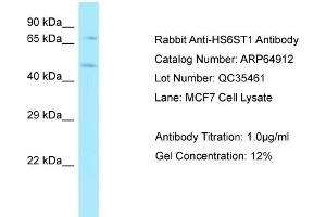 Western Blotting (WB) image for anti-Heparan Sulfate 6-O-Sulfotransferase 1 (HS6ST1) (C-Term) antibody (ABIN970905) (HS6ST1 antibody  (C-Term))